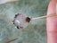 Bulk Vintage Antique Bulk Jewellery Stick Pins Carousel 15