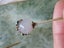 Bulk Vintage Antique Bulk Jewellery Stick Pins Carousel 14