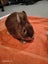 Pet bunnies Carousel 2