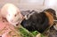 Pending collection ...FREE travel cage and 2 cute female guinea pigs Carousel 3