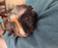 Pending collection ...FREE travel cage and 2 cute female guinea pigs Carousel 7