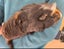 Pending collection ...FREE travel cage and 2 cute female guinea pigs Carousel 8
