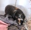 Pending collection ...FREE travel cage and 2 cute female guinea pigs Carousel 4