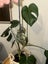 Douglas Creek Hei Matau – Fish Hook Pendant Carousel 2