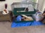 Guenia Pigs Free Carousel 3
