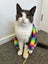Quo 6 mths old - Cat Care Ravenswood Carousel 1