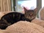 Wanda - 1 yr - Cat Care Loburn Carousel 1