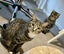 2 little girl kittens - 16 wks - Cat Care Rangiora Carousel 1