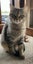 Bouvier 18 mths old - Cat Care Loburn Carousel 1