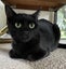 Freya 13 mths old - Cat Care Loburn Carousel 3