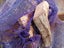 FIREWOOD - Bags Chestnut Prunings Carousel 4