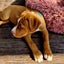 McKenzie - Staffi X - BOI Animal Rescue Trust Carousel 2