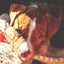 McKenzie - Staffi X - BOI Animal Rescue Trust Carousel 1