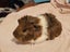 Fluffy long haired ginniepigs Carousel 11