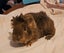 Fluffy long haired ginniepigs Carousel 12