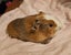 Fluffy long haired ginniepigs Carousel 15