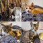 Beautiful Desexed Kittens Some Fluffy Carousel 1
