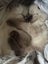 Adorable Ragdoll Kittens for Sale Carousel 1