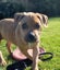 Nigel - DOGWATCH dog rescue & rehoming Carousel 1