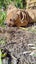 Nigel - DOGWATCH dog rescue & rehoming Carousel 3