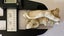 NETSUKE Carousel 5