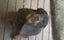 5 month old male Rottweiler Carousel 1