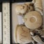 NETSUKE Carousel 6