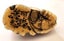 NETSUKE Carousel 4