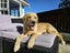 Beautiful Golden Retriever Carousel 2