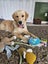Beautiful Golden Retriever Carousel 3