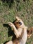 Beautiful Golden Retriever Carousel 4