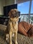 Beautiful Golden Retriever Carousel 5
