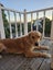 Beautiful Golden Retriever Carousel 6