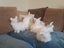 Angora Bunnies Carousel 3