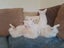 Angora Bunnies Carousel 4