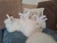 Angora Bunnies Carousel 6