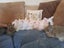 Angora Bunnies Carousel 1