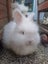 Angora Bunnies Carousel 8
