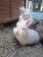 Angora Bunnies Carousel 9