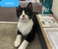Oreo- 5-6 Months Old-Smoochy! Carousel 1