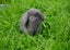 Purebred mini lop rabbit Carousel 1