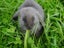 Purebred mini lop rabbit Carousel 2