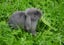 Purebred mini lop rabbit Carousel 3