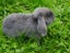 Purebred mini lop rabbit Carousel 4
