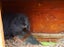 Purebred mini lop rabbit Carousel 5