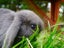 Purebred mini lop rabbit Carousel 6