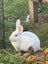 A Pair of Flemish x NZ White kittens for sale Carousel 1