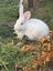 A Pair of Flemish x NZ White kittens for sale Carousel 2