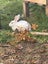 A Pair of Flemish x NZ White kittens for sale Carousel 3