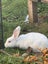 A Pair of Flemish x NZ White kittens for sale Carousel 4